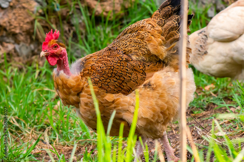 A weird looking but beautiful golden laced wyandotte naked neck hen. This flightless chicken has a rare genetic mutation that causes it to have less feathers than normal.