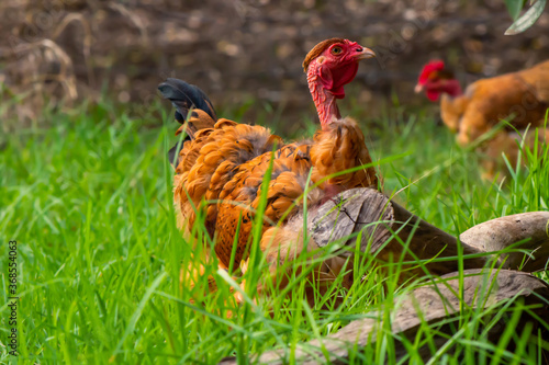 A weird looking but beautiful golden laced wyandotte naked neck hen. This flightless chicken has a rare genetic mutation that causes it to have less feathers than normal.