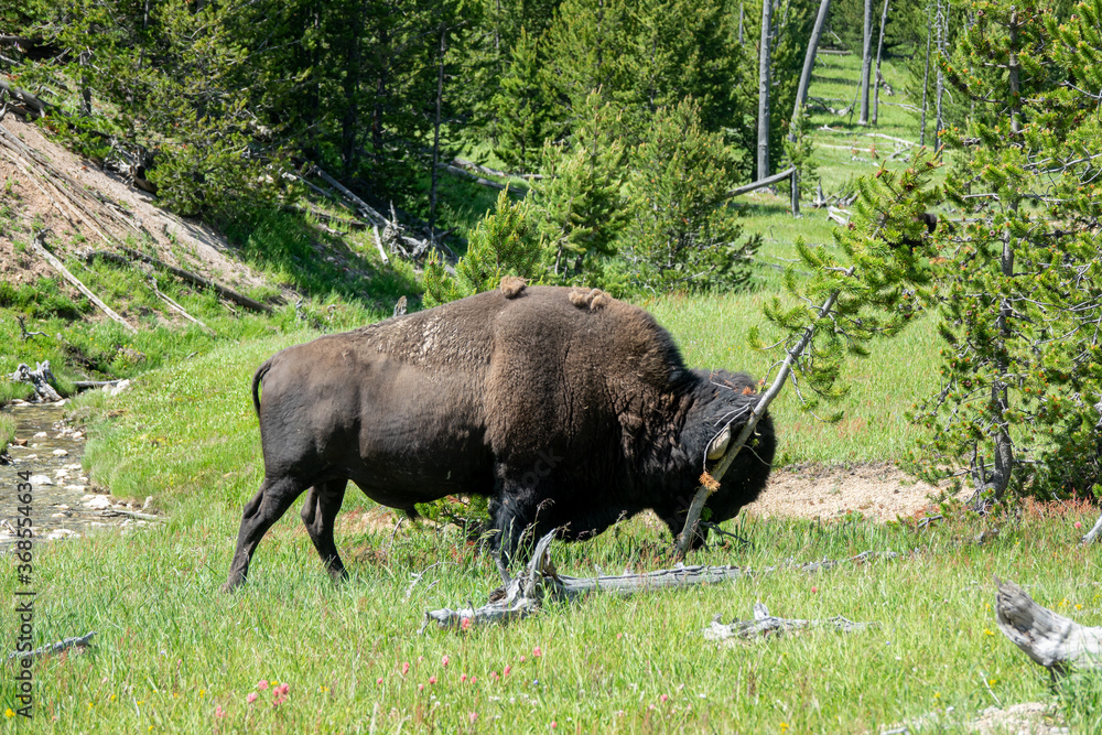 Closeup View of a Bison at Yellowstone, Wyoming, USA