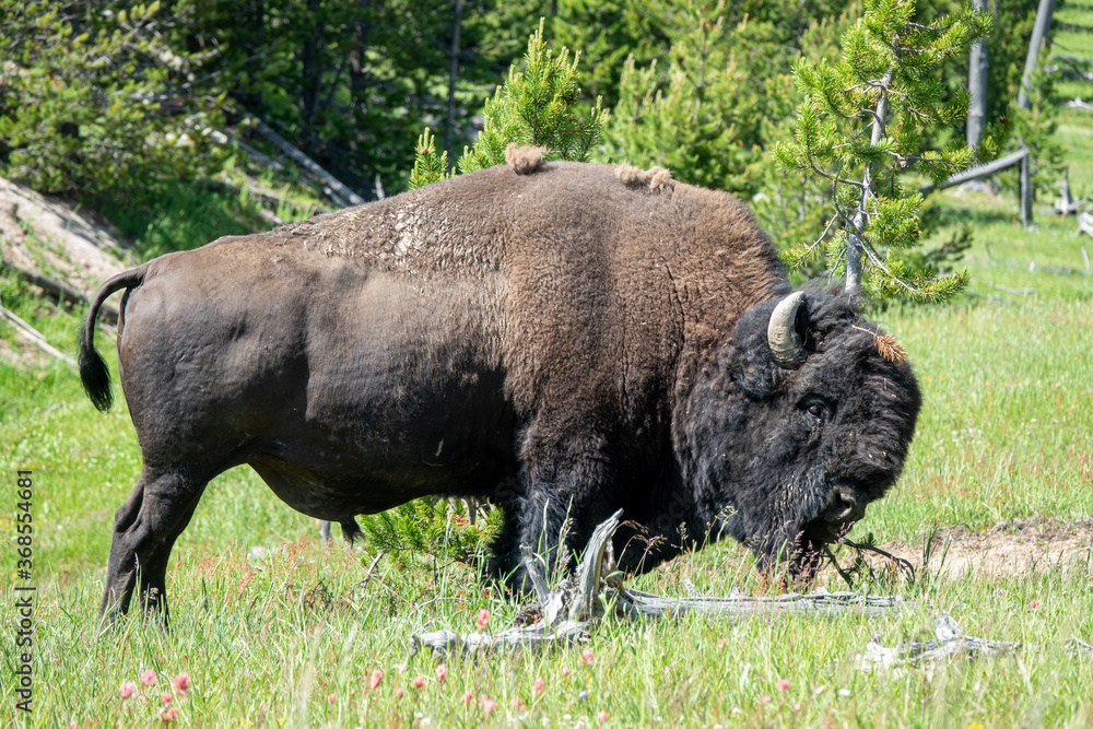 Closeup View of a Bison at Yellowstone, Wyoming, USA Closeup View of a Bison at Yellowstone, Wyoming, USA