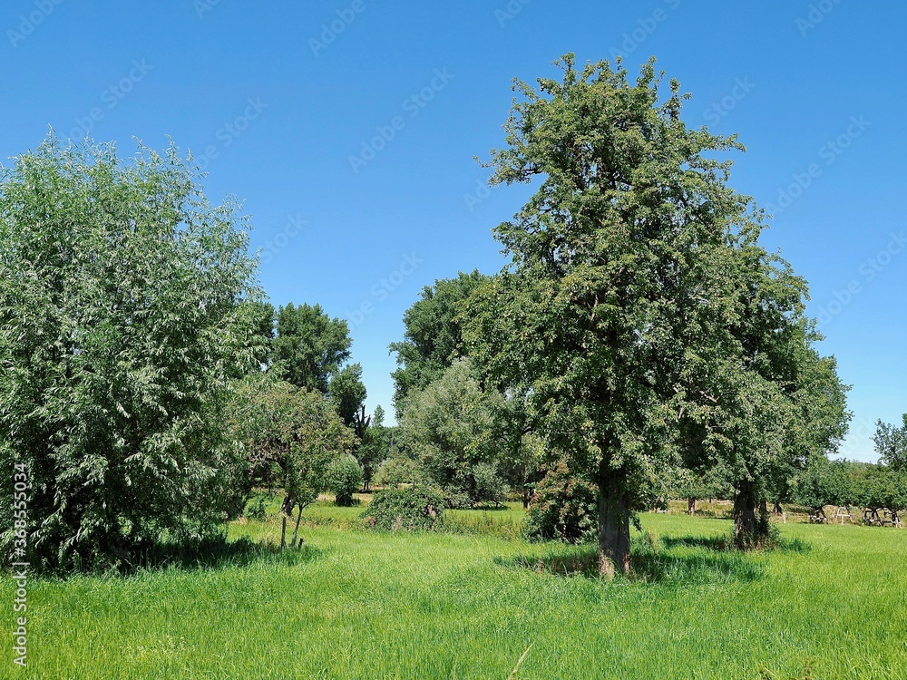 Beautiful nature with meadows and trees along Rhine river Beautiful nature with meadows and trees along Rhine river
