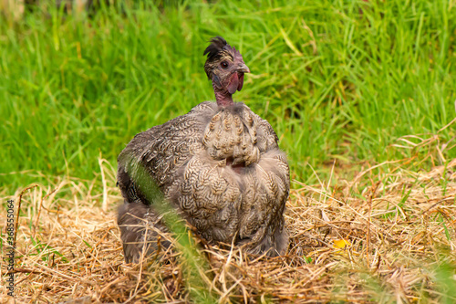 A beautiful black naked neck bantam hen in a grassy field in summer time.
