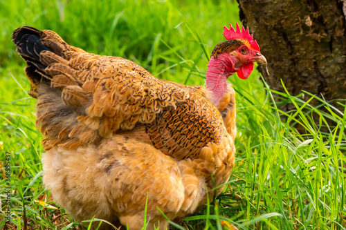 A weird looking but beautiful golden laced wyandotte naked neck hen. This flightless chicken has a rare genetic mutation that causes it to have less feathers than normal.