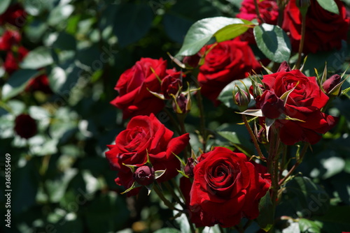 Red Flower of Rose 'Nicolo Paganini' in Full Bloom
 photo