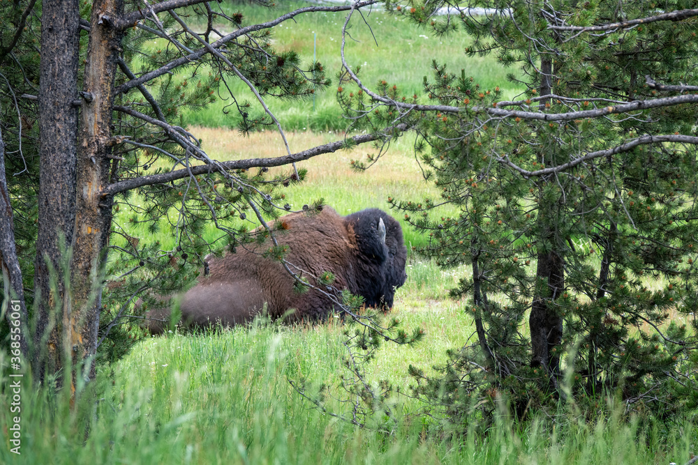Closeup View of a Bison at Yellowstone, Wyoming, USA Closeup View of a Bison at Yellowstone, Wyoming, USA