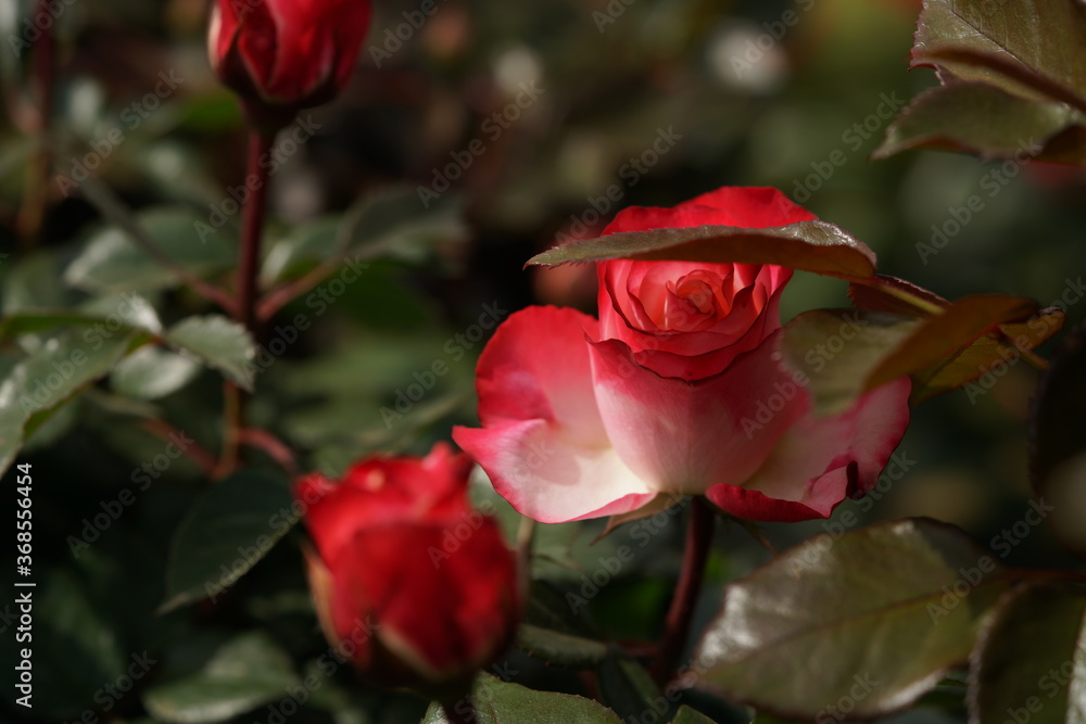 Red and White Flower of Rose 'Nostalgie' in Full Bloom
