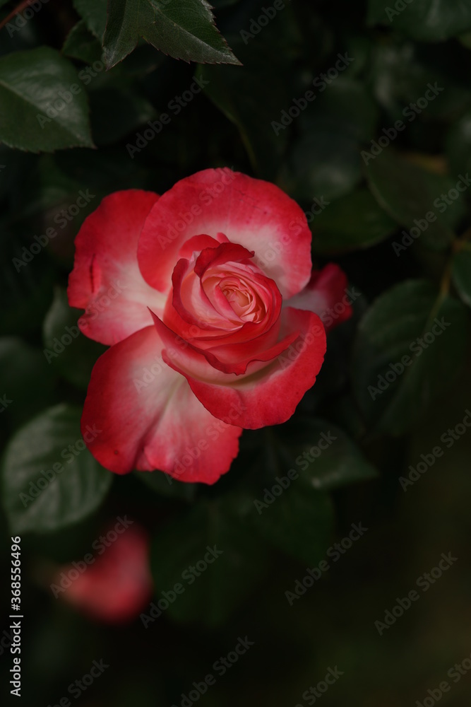 Red and White Flower of Rose 'Nostalgie' in Full Bloom
Red and White Flower of Rose 'Nostalgie' in Full Bloom