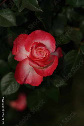 Red and White Flower of Rose  Nostalgie  in Full Bloom 