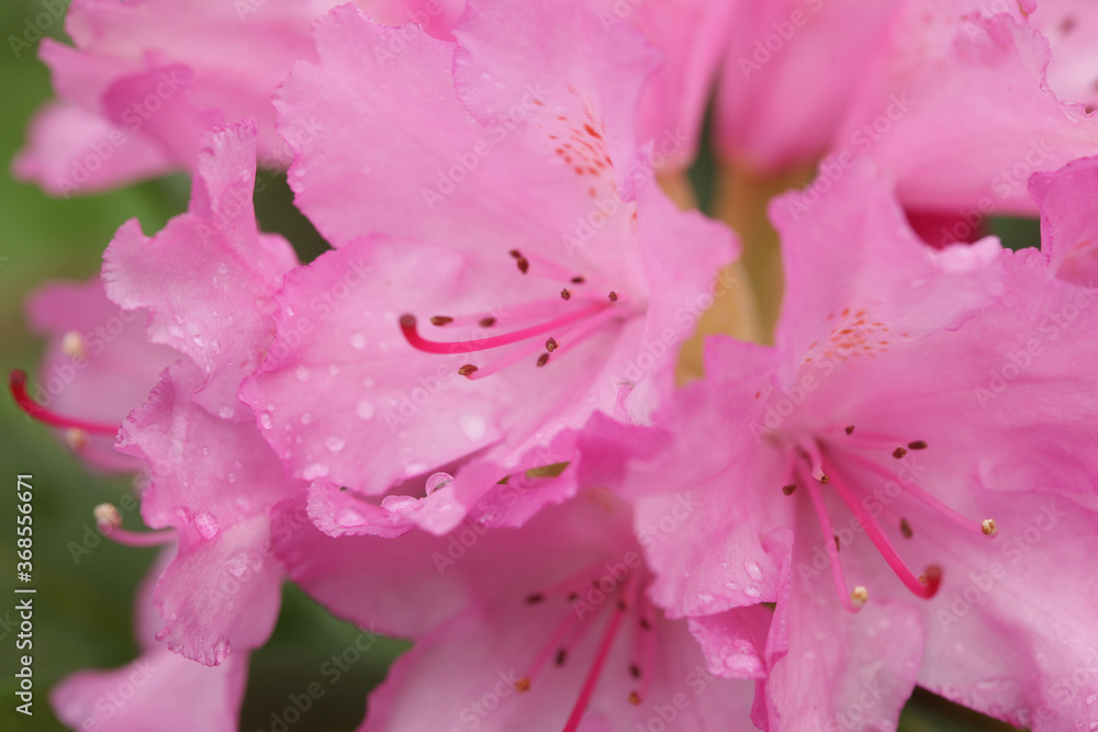 beautiful pink flowers in the garden beautiful pink flowers in the garden