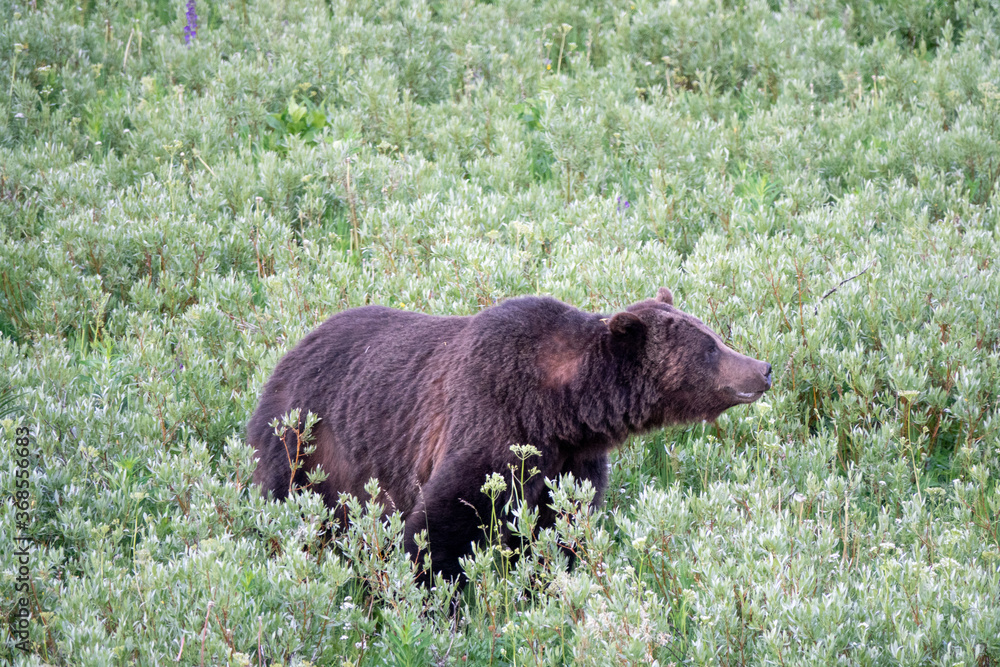Closeup View of a Grizzly Bear at Yellowstone, Wyoming, USA Closeup View of a Grizzly Bear at Yellowstone, Wyoming, USA