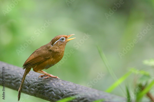 Wallpaper Mural ガビチョウ Torontodigital.ca