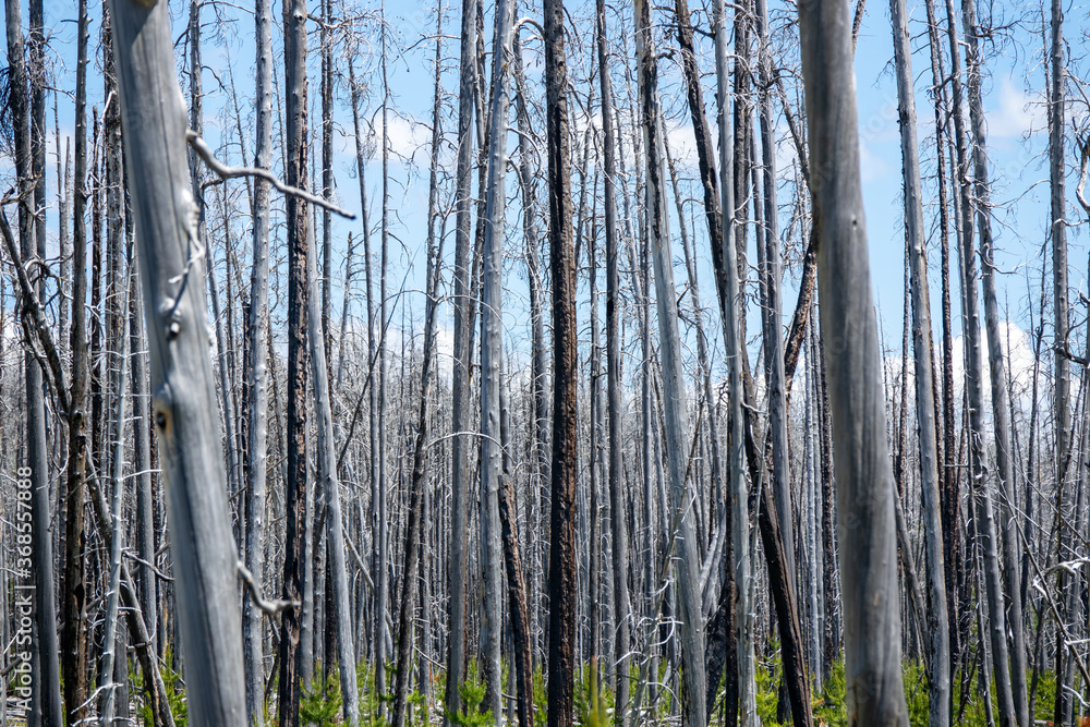 Beautiful background view of a dead forest at Yellowstone, Wyoming, USA