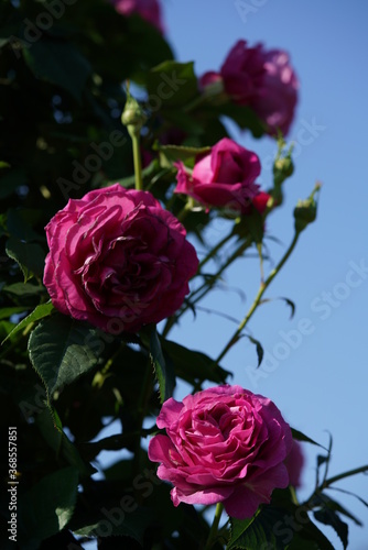 Pink Flower of Rose  Odeur d  Amour  in Full Bloom 