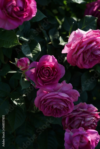 Pink Flower of Rose  Odeur d  Amour  in Full Bloom 