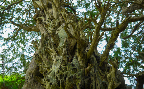 Yew 