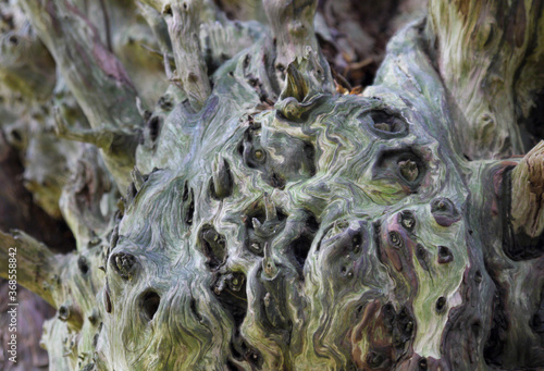 Ancient yew tree