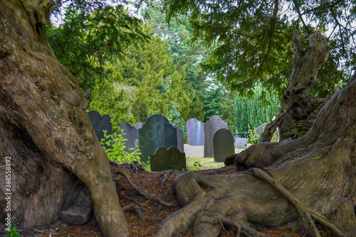 Graves 