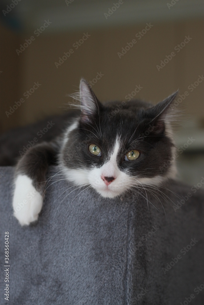 Domestic shorthair cat lying and relaxing on cat tower. Blurred background. Relaxed domestic cat at home, indoor