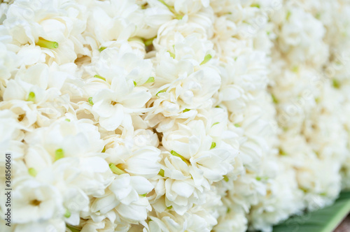 Beautiful white jasmine arranged in a flower wall