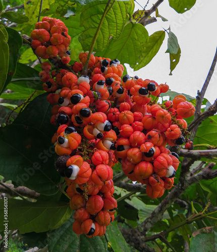 fruit of the amazonian aphrodisiac plant, the guarana.
A fruit that seems to have eyes to observe everyone.
Photo taken in the city of Maués.