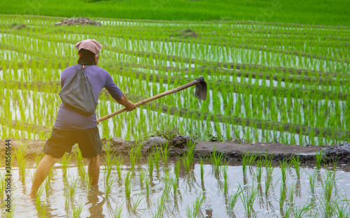 Farmers use soil digging tools to protect both sides of the rice fields in steps.