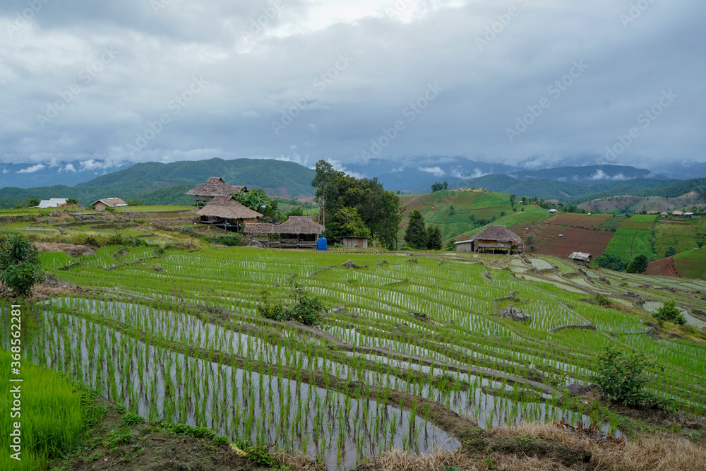 Pa-pong-peang Terraced rice fields north Thailand.
