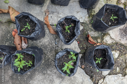 plant in a polybag