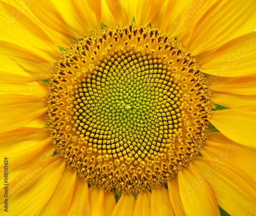 Sunflower patten background texture.