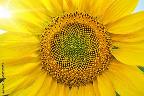 Close up sunflower texture. Sun light through the leaves of flower.