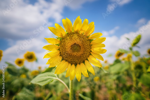 Sunflower portrait at day.