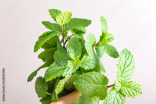 Fresh and green mint leaves are used as ingredients photo