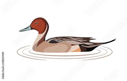 Wild duck bird vector illustration. Flat design.