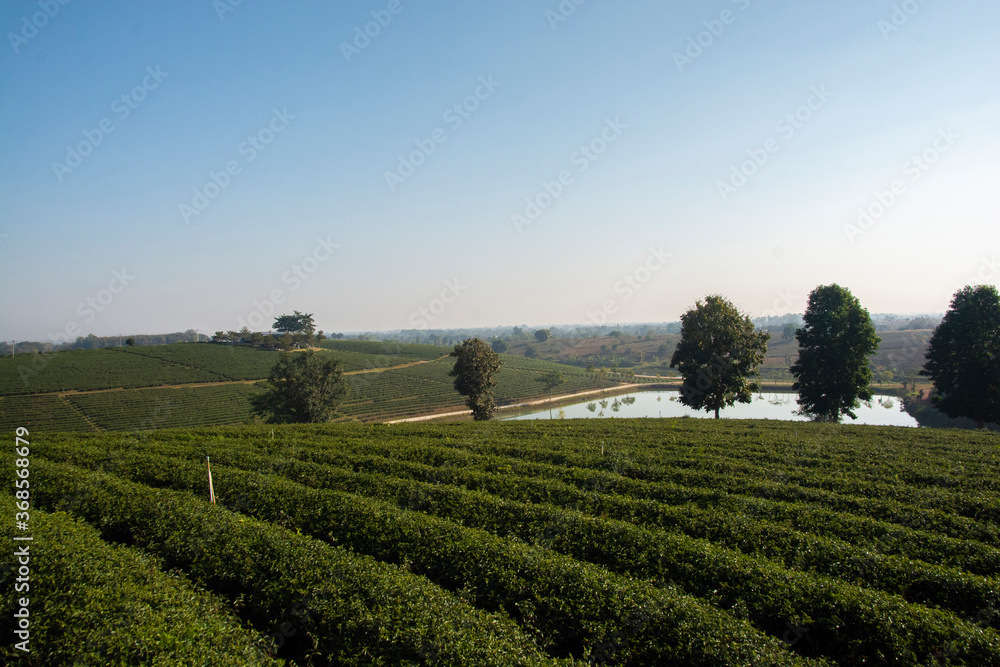 Beautiful landscape view of choui fong tea plantation at Chiang Rai, Thailand