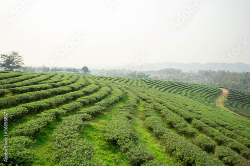 Landscape nature green tea plantation in the north of Thailand