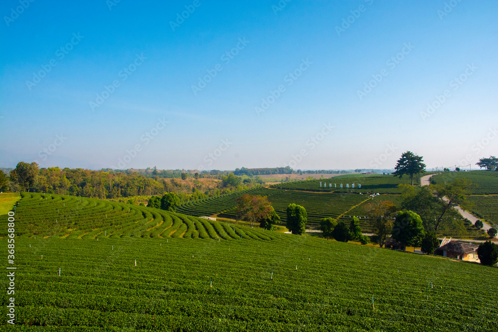 Beautiful landscape view of choui fong tea plantation at Chiang Rai, Thailand