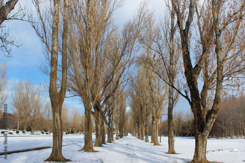 Fototapeta premium 冬 景色