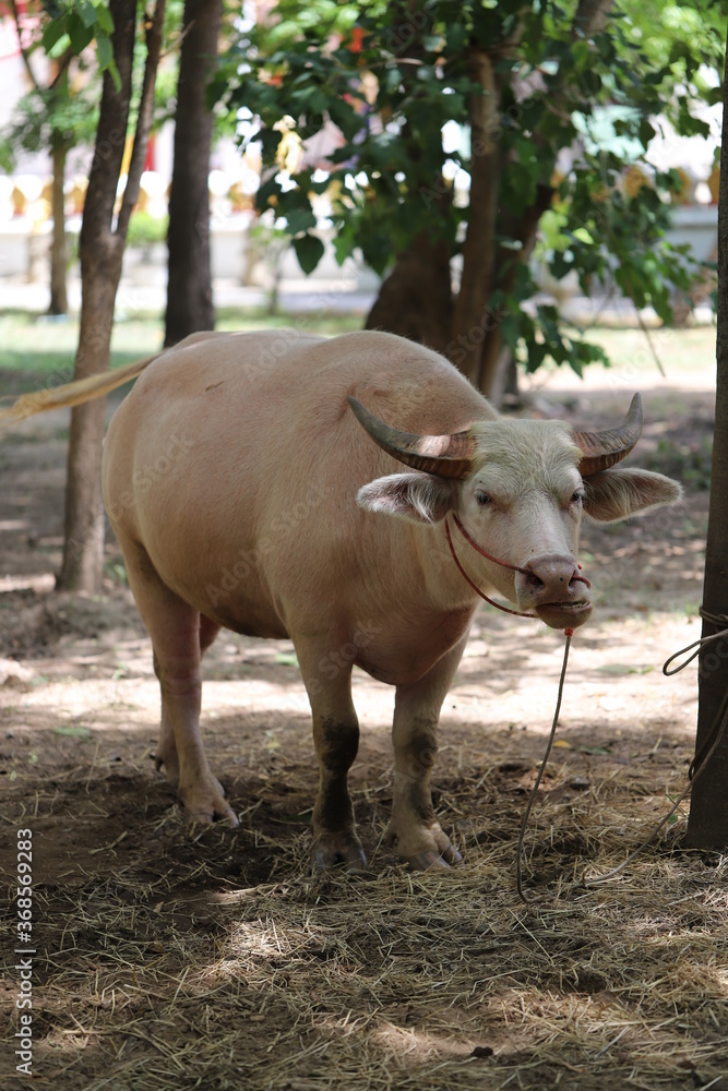 Buffalo in Thailand , Albino buffalo Buffalo in Thailand , Albino buffalo