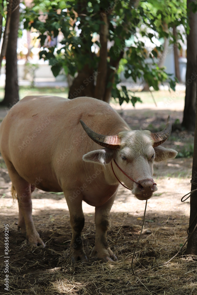 Buffalo in Thailand , Albino buffalo Buffalo in Thailand , Albino buffalo