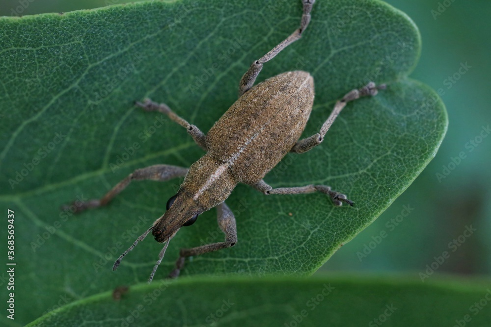 Macro photography of an insect sitting on a leaf Macro photography of an insect sitting on a leaf