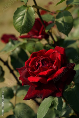 Dark Red Flower of Rose  Papa Meilland  in Full Bloom 