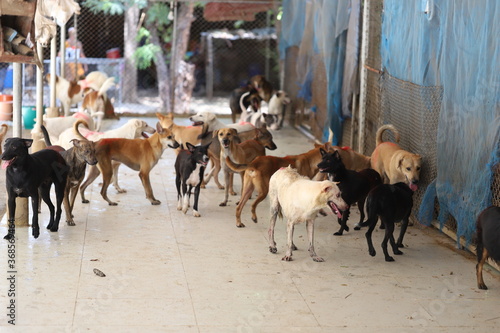 Fototapeta Naklejka Na Ścianę i Meble -  Dog shelter in Thailand, Dog Rescue