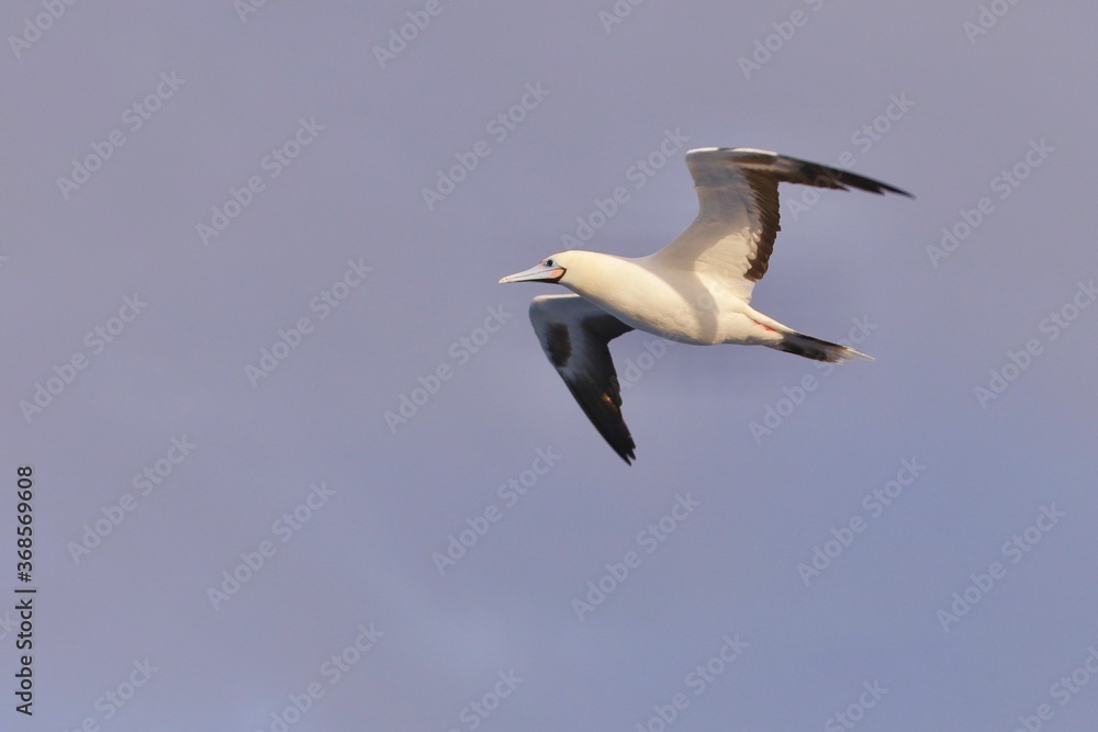 Obraz premium アカアシカツオドリ