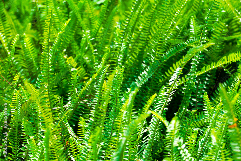 Background of fresh green fern leaves
