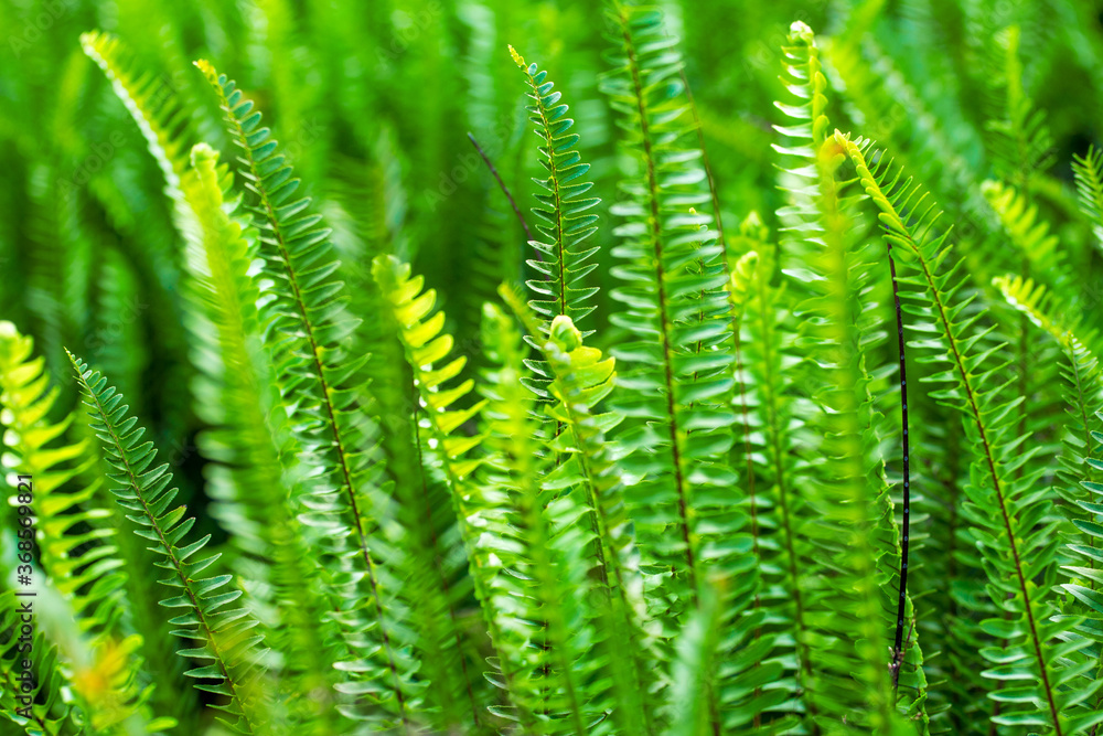 Background of fresh green fern leaves Background of fresh green fern leaves