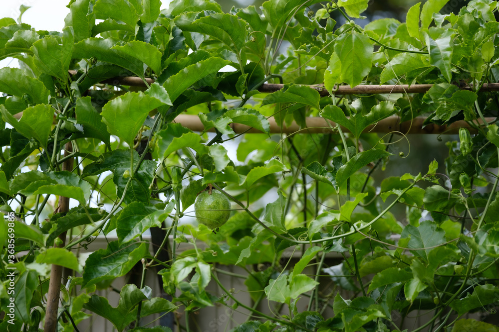 Healthy passionfruit (Passiflora edulis) vine with lots of leaves and foliage and one unripe fruit hanging from a bamboo garden trellis. 