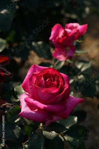 Pink Flower of Rose 'Parole' in Full Bloom 