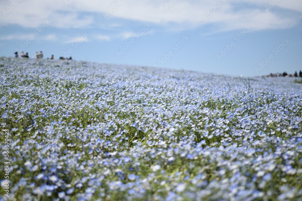 国営ひたち海浜公園のネモフィラ