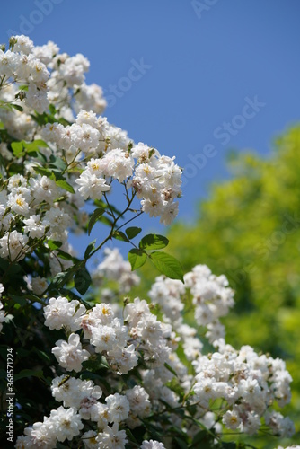 Whit Flower of Rose 'Paul's Himalayan Musk Rambler' in Full Bloom
