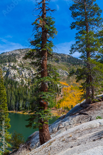 Pondersosa Pine on Top of the Granite Bluff Above Sotcher Lake, Mammoth Lakes, California, USA photo