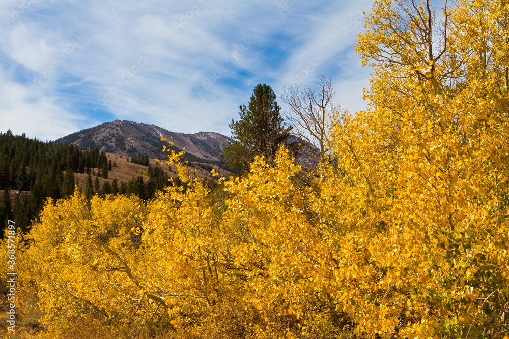 Fototapeta premium Golden Apen Trees on the Shoreline of Big Virginia Lake, Toiyabe National Forest, Near Bridgport, California, USA